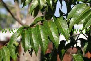 10%20%98%Hydroxytyrosol,Hydroxytyrosol powder CAS No.:10597-60-1