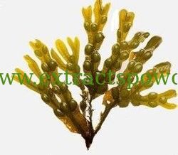 100% natural Fucus Vesiculosus powder, Fucus vesiculosus (Fucales, Fucaceae) extract 10:1