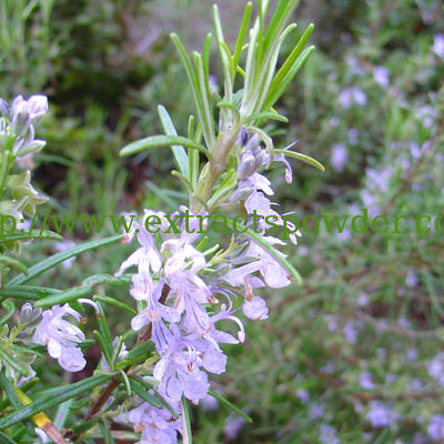 Anti-cancer ursolic acid rosemary extract powder 90%