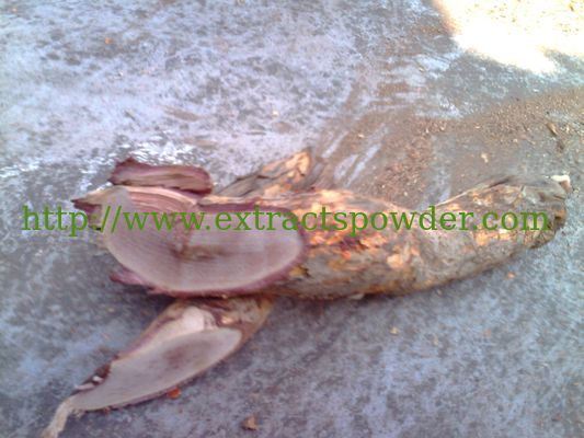 natural thunder god vine extract,high purity thunder god vine extract powder 98%triptolide