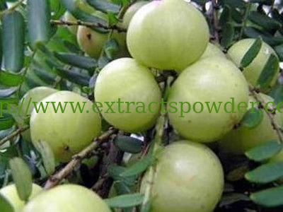 amla berry extract, phyllanthus emblica fruit extract, Indian gooseberry extract, emblica officinalis extract
