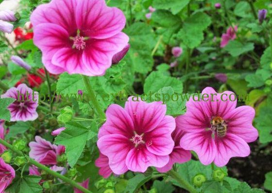 mallow extract, malva sylvestris extract, JINKUI extract, malva purpurea extract