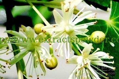 Lime flower extract, Linden flower extract, Tilia Extract 10:1
