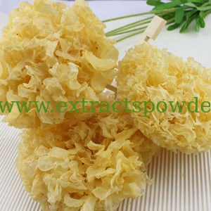 Tremella extract, Tremella Fuciformis Extract, white fungus powder for moisturing