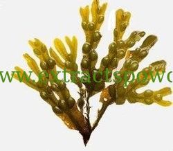 100% natural Fucus Vesiculosus powder, Fucus vesiculosus (Fucales, Fucaceae) extract 10:1