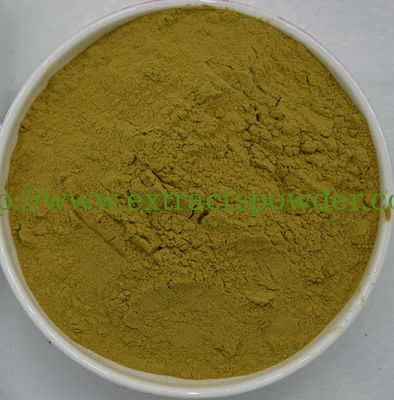Echinacea Extract, Echinacea Purpurea Extract, Echinacea Extract Powder, Echinacea P.E.