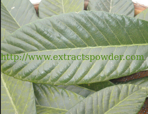 Corosolic Acid from Loquat Leaf Extract,Eriobotria Japonica Leaf Extract CAS:4547-24-4