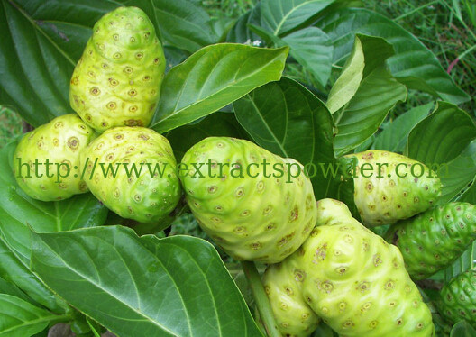 noni levean,noni enzim,noni enzyme,Noni Extract/P.E.,Morinda Citrifolia Extract