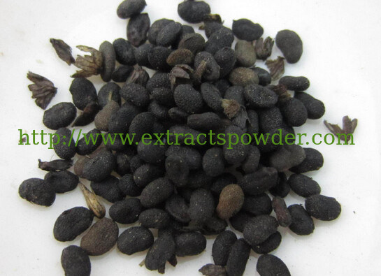 Malaytea Scurfpea Fruit Extract,Fructus Psoraleae Extract,Psoralea Corylifolia Extract