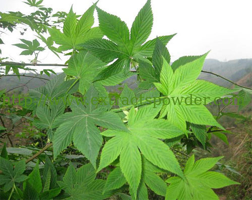 70%Rubusoside,Rubusoside powder,Sweet Tea polyphenol,Sweet Tea Extract CAS No.: 64849-39-4