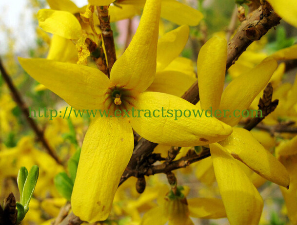 Chinese herbal forsythia extract phillyrin/forsythin 0.5~2.5% CAS No: 487-41-2