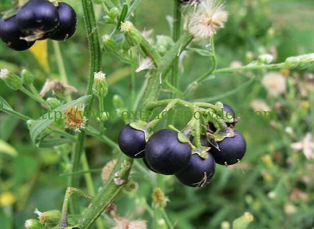 treat psoriasis and itchy skin solanum nigrum extract/black night shade extract 10:1