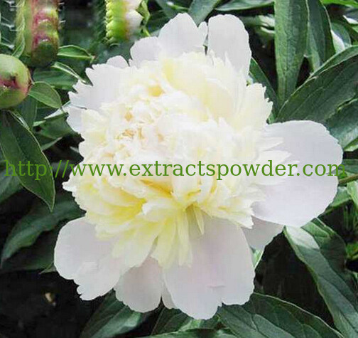 anti-inflammatory radix paeoniae alba p.e. paeoniflorin 10%20% CAS No.: 23180-57-6