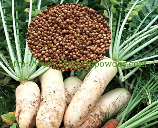 Radish Seed Extract,Radish Seed Extract powder,Turnip Seed Extract,Turnip Seed Extract pwd