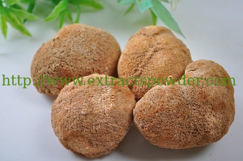 Lion's Mane Mushroom Extract,monkey-head mushroom extract,Bear's head tooth mushroom extra