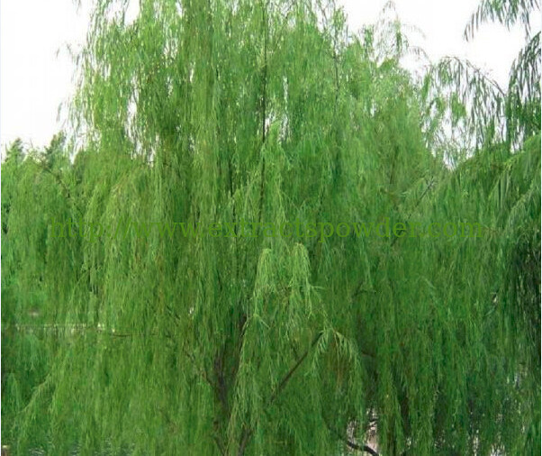 white willow bark extract fat loss,white willow bark extract for weight loss,salicin powde