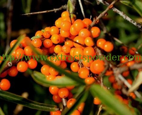 food grade sea buckthorn berry extract powder,100% natural seabuckthorn berry extract