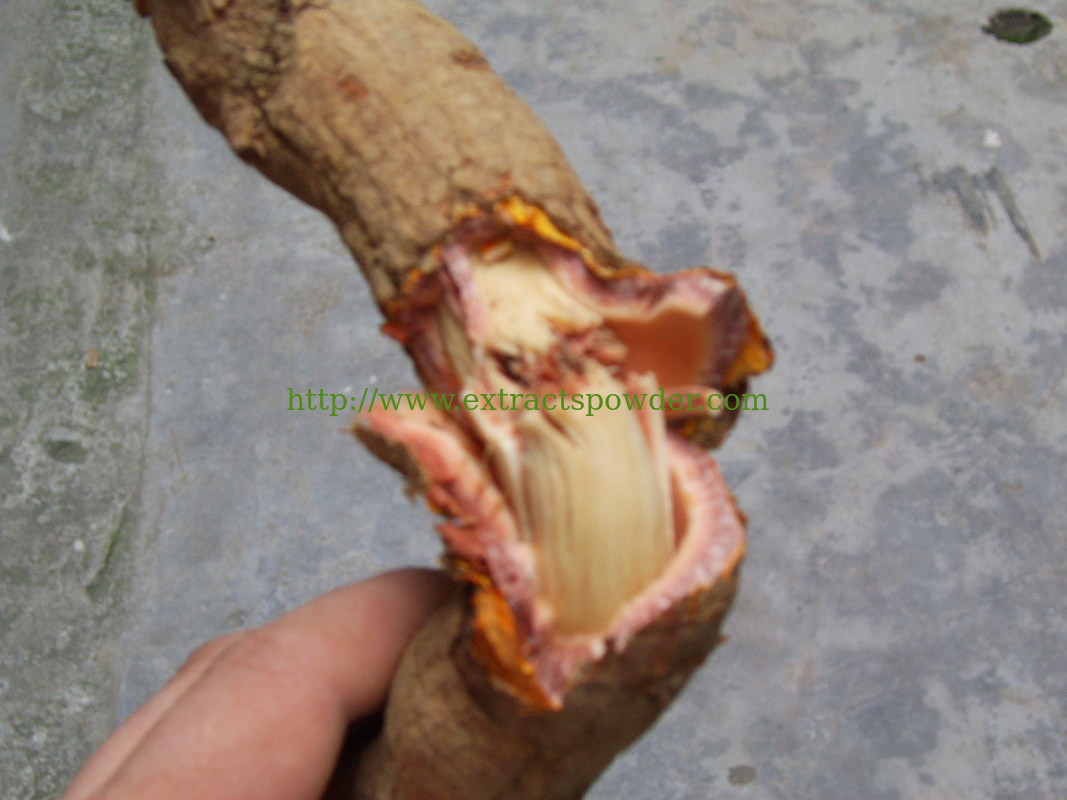 Lei Gong Teng extract/Lei Gong Teng Extract Powder/Triptolide cas.:38748-32-2