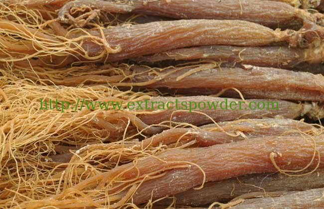 radix ginseng rubra extract, radix ginseng rubra p.e., red ginseng extract, red ginseng root powder