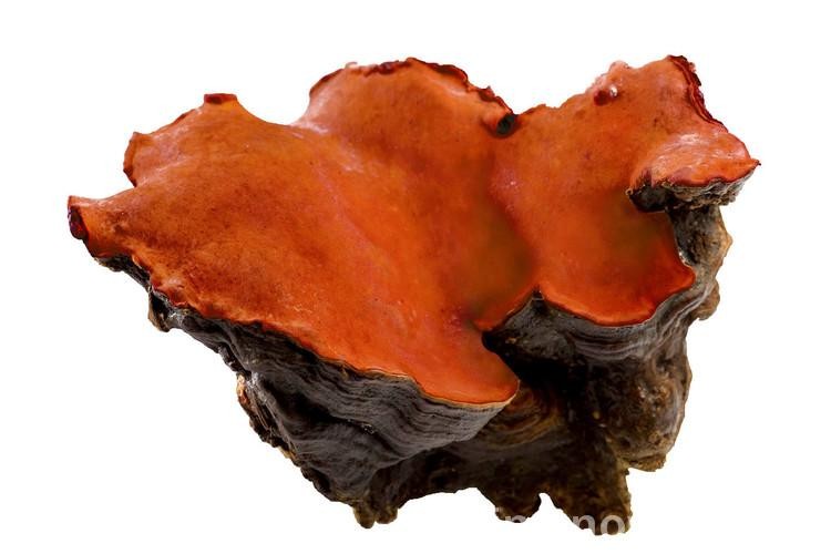 Polysaccharide 30% Antrodia Cinnamomea Extract- Mycelia